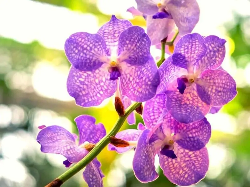 Orquídeas Roxas